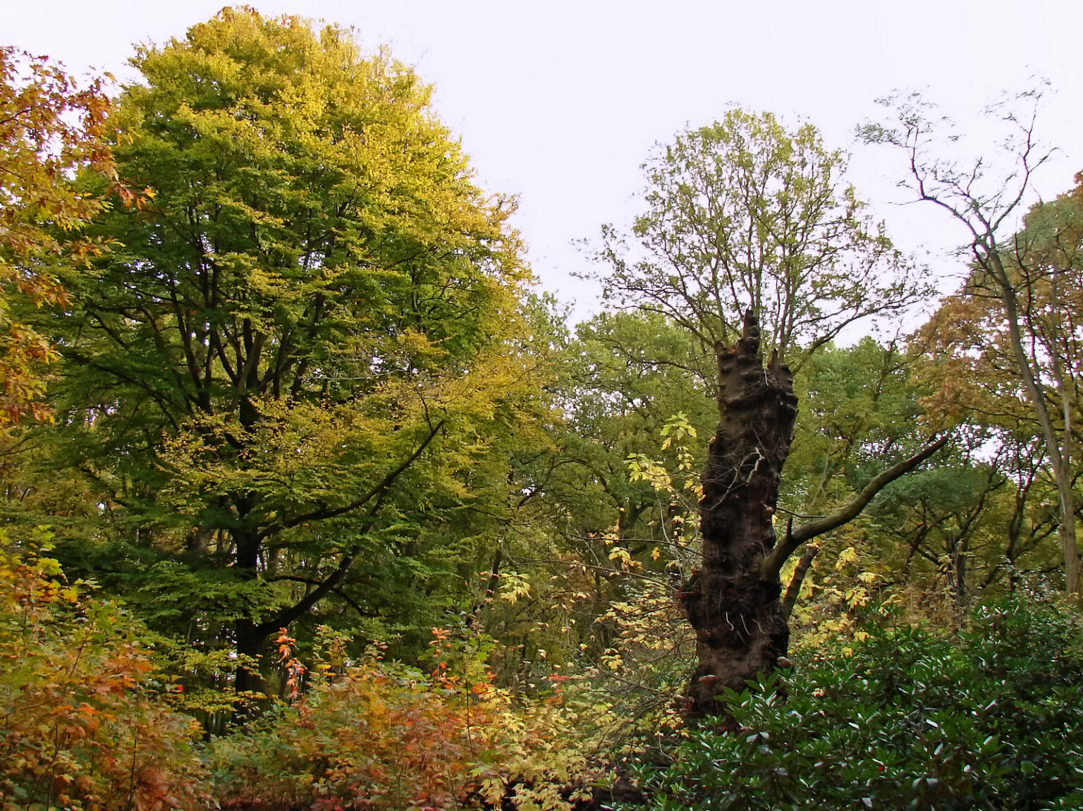 Week van het bos 2024 - Natuurpunt Antwerpen Noord & Kempen