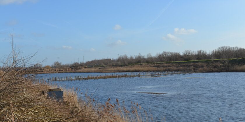 Rode Weel: natte natuur in volle ontwikkeling met steun van DP World en de Koning Boudewijnstichting